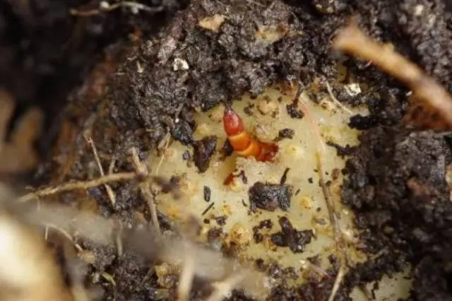 How to get rid of a wireworm