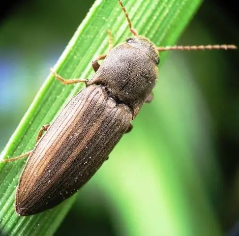 How to get rid of a wireworm