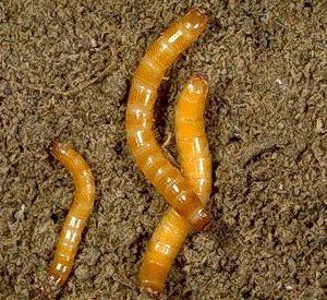 How to get rid of a wireworm