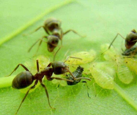 How to get rid of ants on currants in spring