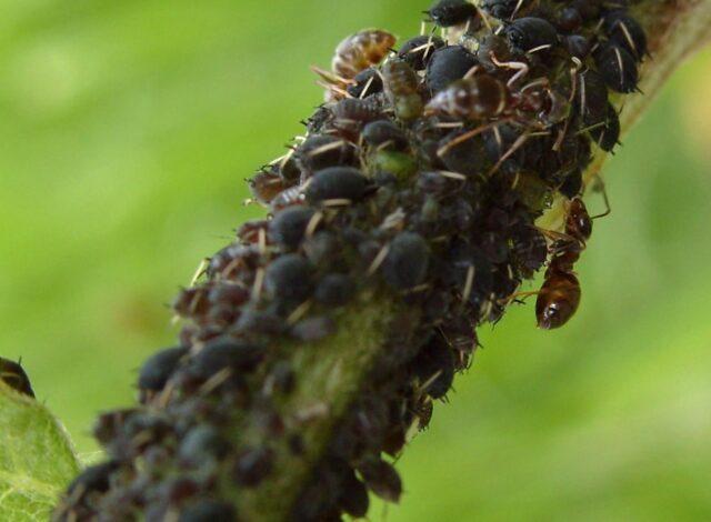 How to get rid of ants on currants in spring