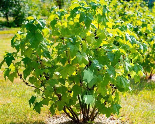 How to get rid of ants on currants in spring