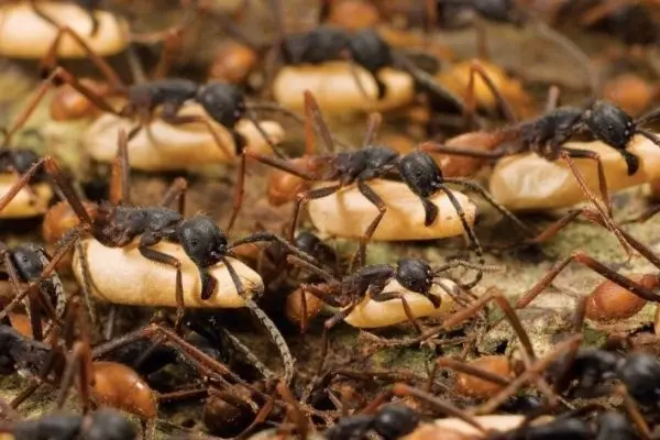 How to get rid of aphids on trees quickly and effectively