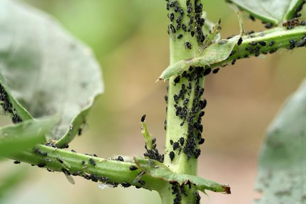 How to get rid of aphids on trees quickly and effectively