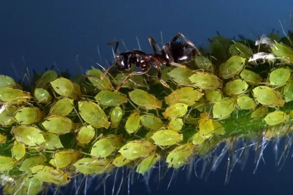 How to get rid of aphids on trees quickly and effectively