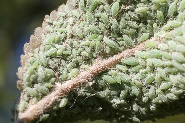 How to get rid of aphids on trees quickly and effectively