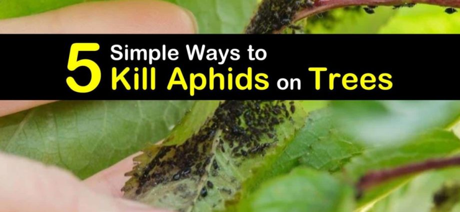 How to get rid of aphids on trees quickly and effectively