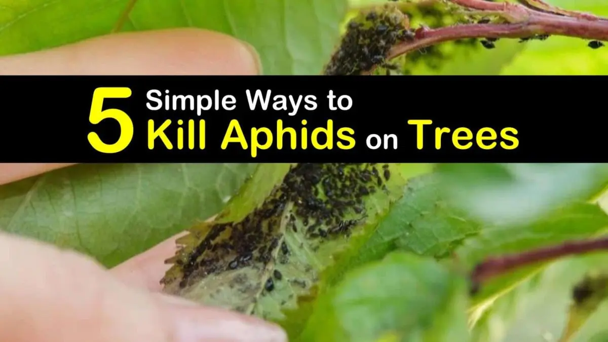 How to get rid of aphids on trees quickly and effectively