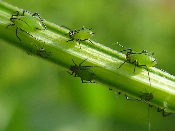 How to get rid of aphids with folk remedies quickly and permanently