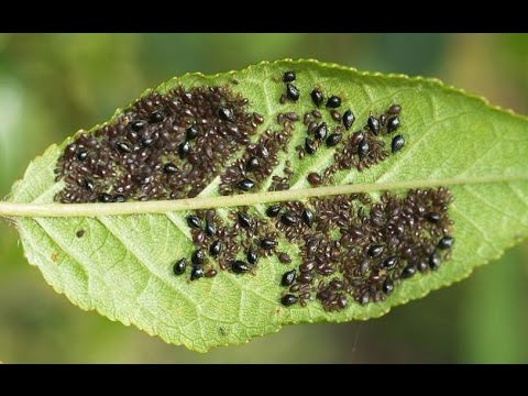 How to get rid of aphids with folk remedies quickly and permanently