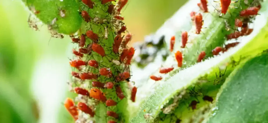 How to get rid of aphids with folk remedies quickly and permanently