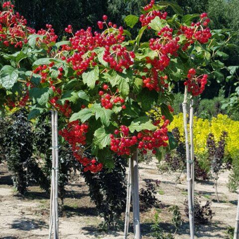 How to get rid of black aphids on viburnum