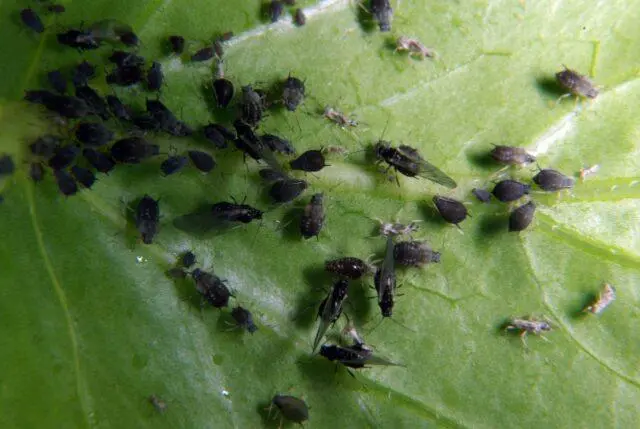 How to get rid of black aphids on viburnum