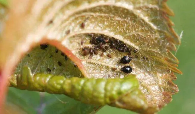 How to get rid of black aphids on viburnum