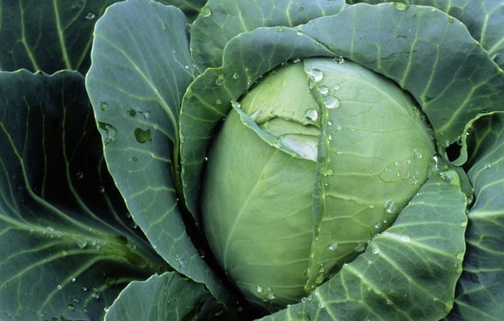 How to get rid of caterpillars on cabbage: effective ways