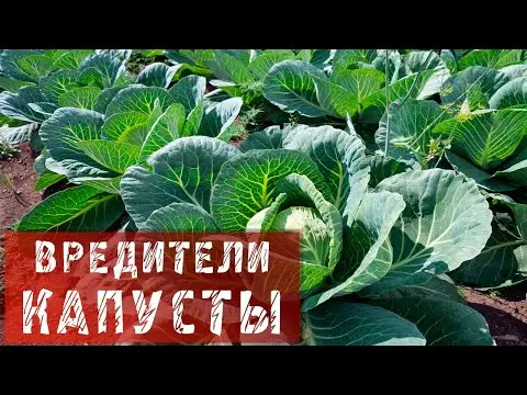 How to get rid of caterpillars on cabbage: effective ways