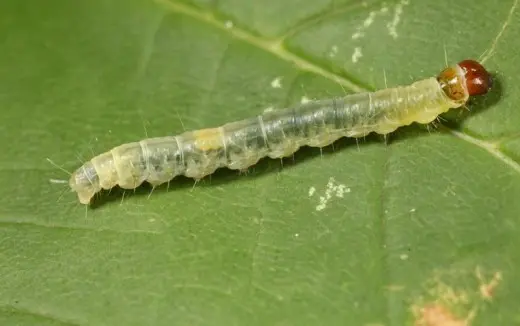 How to get rid of caterpillars on cabbage: effective ways