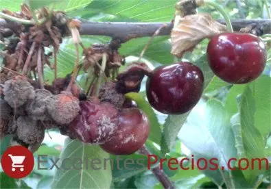 How to get rid of cherry moniliosis quickly and permanently