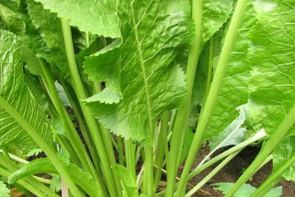 How to get rid of horseradish in the garden with effective methods