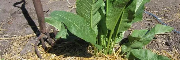 How to get rid of horseradish in the garden with effective methods