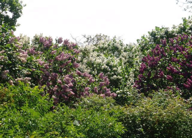 How to get rid of lilacs on the site forever: ways to remove roots and shoots