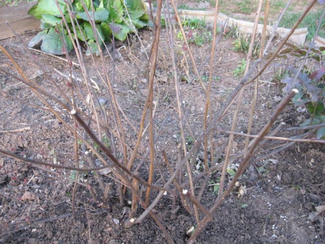 How to get rid of lilacs on the site forever: ways to remove roots and shoots