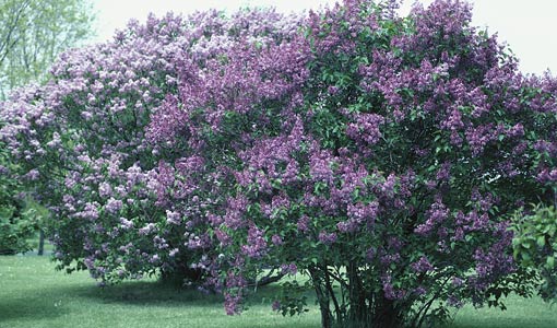 How to get rid of lilacs on the site forever: ways to remove roots and shoots