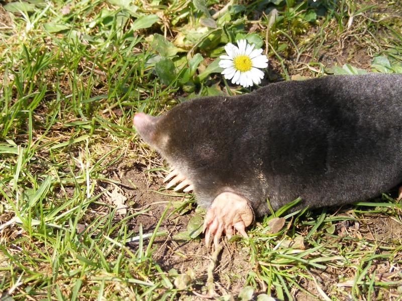 How to get rid of moles in the garden: effective methods