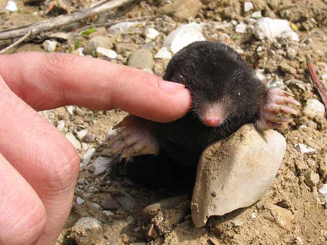 How to get rid of moles in the garden: effective methods