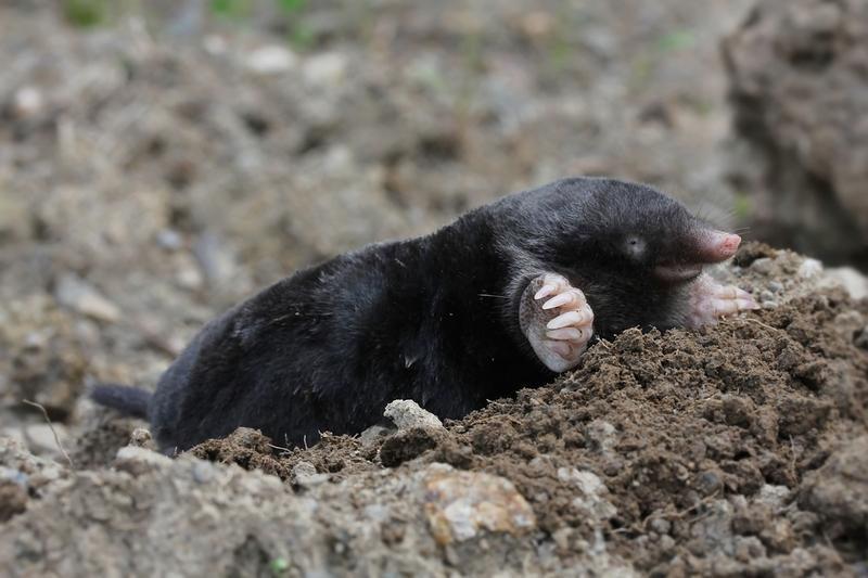 How to get rid of moles in the garden: effective methods