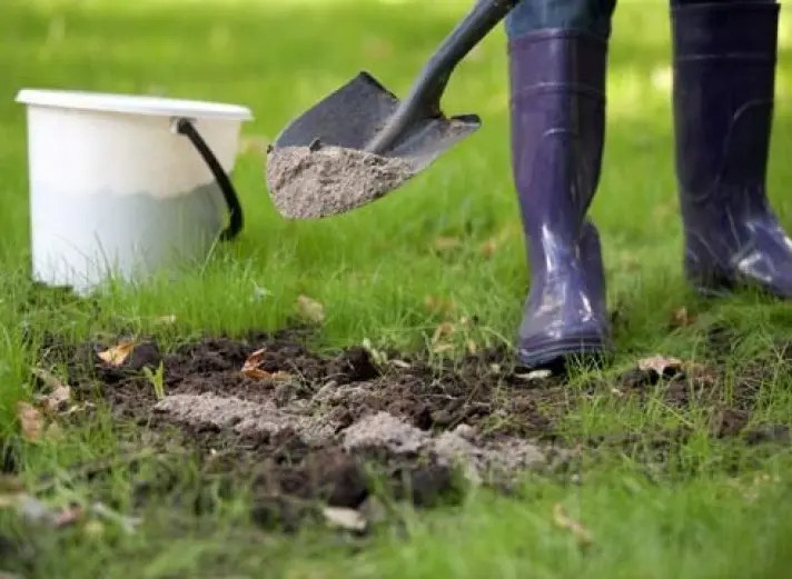 How to get rid of moles in the garden: effective methods