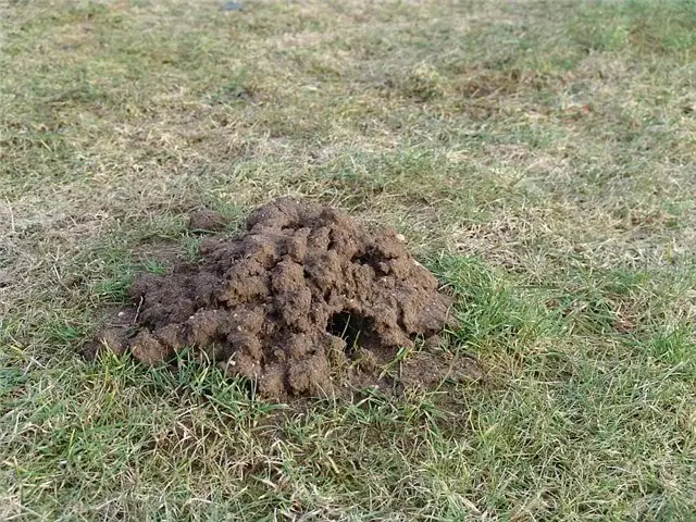 How to get rid of moles in the garden: effective methods