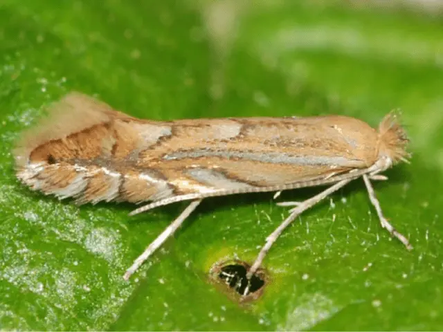 How to get rid of potato moth in the garden