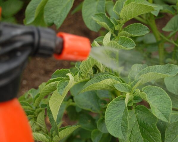 How to get rid of potato moth in the garden