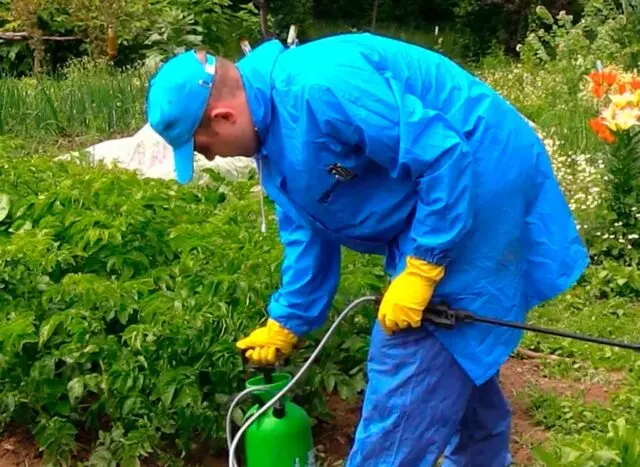 How to get rid of potato moth in the garden