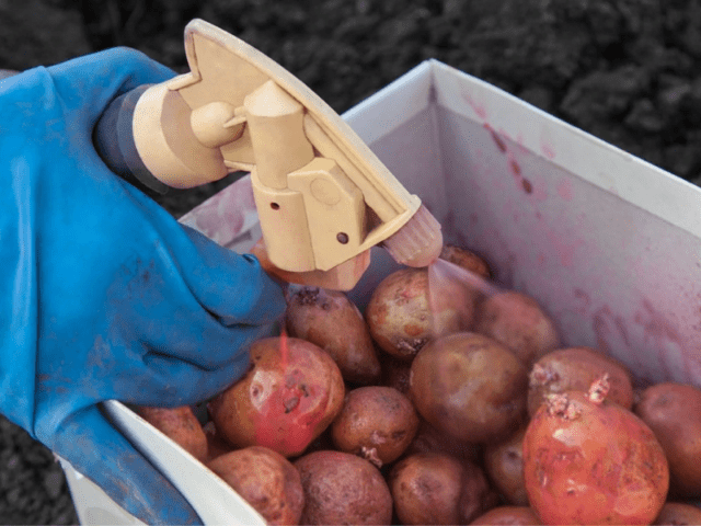 How to get rid of potato moth in the garden