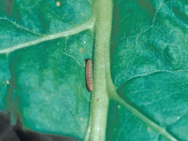 How to get rid of potato moth in the garden