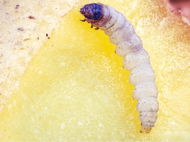 How to get rid of potato moth in the garden