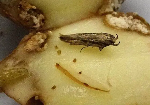 How to get rid of potato moth in the garden