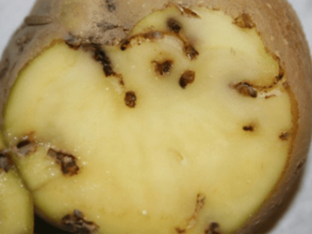 How to get rid of potato moth in the garden