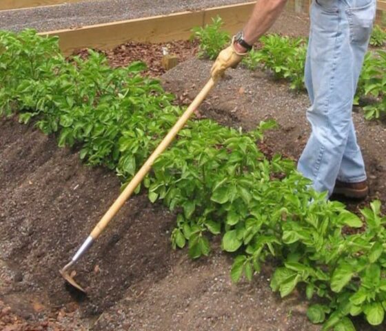 How to get rid of potato moth in the garden