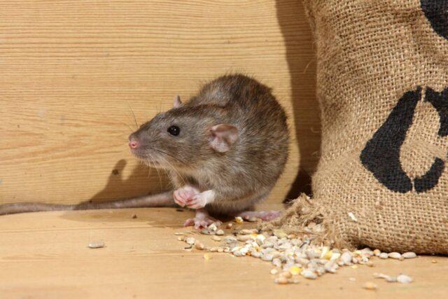 How to get rid of rats: effective methods, features of using poison