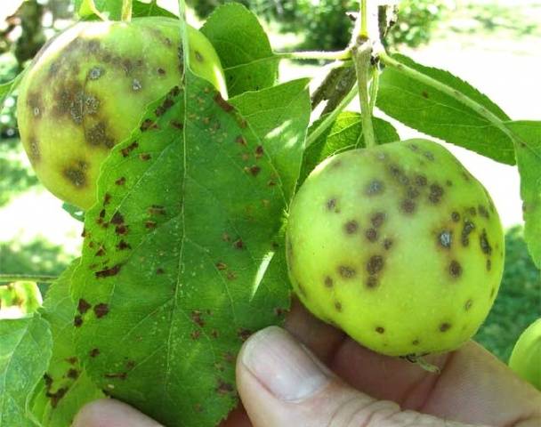 How to get rid of scab on an apple tree: how to process, when to spray