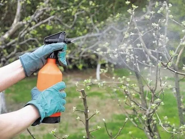 How to get rid of scab on an apple tree: how to process, when to spray