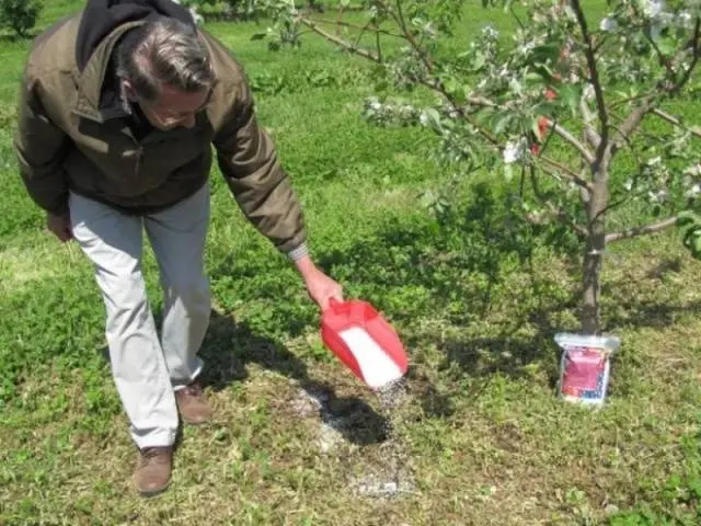 How to get rid of scab on an apple tree: how to process, when to spray