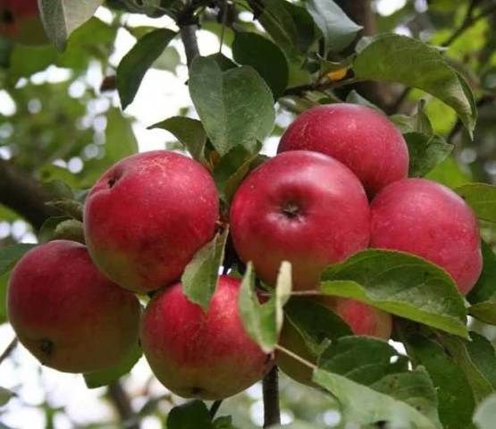 How to get rid of scab on an apple tree: how to process, when to spray