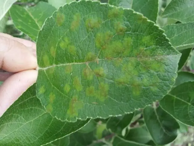 How to get rid of scab on an apple tree: how to process, when to spray