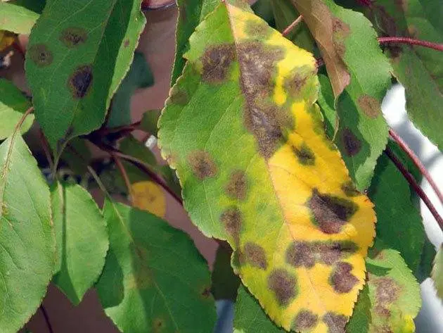 How to get rid of scab on an apple tree: how to process, when to spray