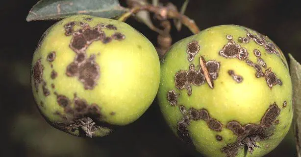 How to get rid of scab on an apple tree: how to process, when to spray