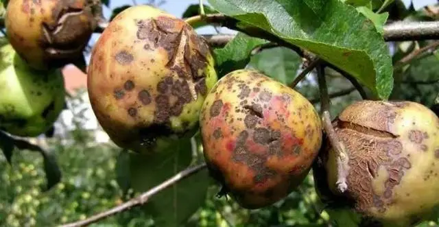 How to get rid of scab on an apple tree: how to process, when to spray